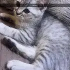 قطط للبيع سكوتش   شيرازي