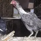 دجاجه باكستاني ومعاها فرخ