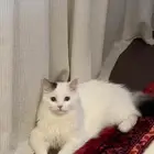 قطه ذكر عمره 9 شهور