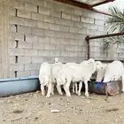 طليان حري