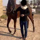 السلام عليكم حصان سباق