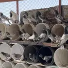 حمام باكستاني منتج