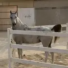 فرس واهو لقاح على ادهم مصري