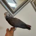 ببغاء كاسكو غيني