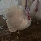 للبيع ديوك رومي