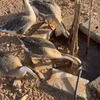 للبيع وز عراقي كوبرا