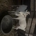 غنم بيشة