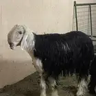 فحل نجدي على القضب