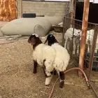 نعيم