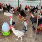 طيور بيت الزاجل