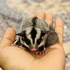 سنجاب طائر