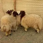 رخال نعيم جذعات خصم