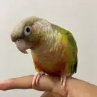 كنيور اناناس