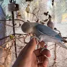 روز اليف