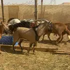 معزا جنوبيات بفحلهن