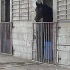 ابحث عن سايس مدرب خيل لديه الخبره والاستعداد