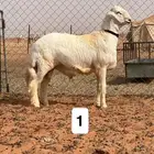 مشاريع فحول حري