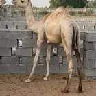 قعودين كفو