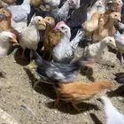 دجاج بلدي وفيومي وتركي