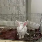 ارنب للبيع كامل مع قفص واكل ومفرش للقفص