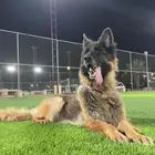 كلب جيرمن شيبرد شولاين انثى