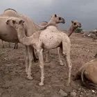 قعدان