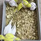 فروخ بادجي لاتينو البينو غر