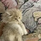 قطط شيرازي للبيع