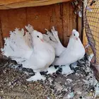 زوجين رقاص ابيض وبلجيكي مورهد