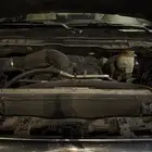 رام دوج
