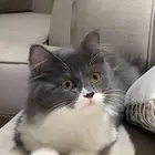 قط شيرازي للتبني