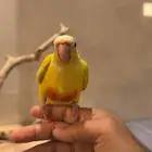 تم البيع