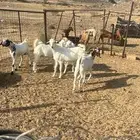 تيوس جنوبيه محايليه بيشي