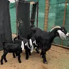 عنز والد معاها ثلاثه