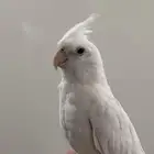 كروان هدد داخلي وبدايات خارجي بينو السوم 350 والبيع قريب