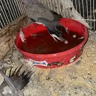 سلام الله حمام قمري البيع