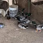 ذكور نحم