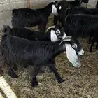 معزاء مضاريع تم البيع