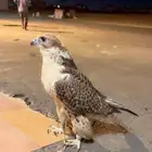 حر للبيع كفو كفو