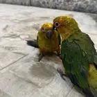 صن كنيور