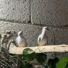 حمام ماسي