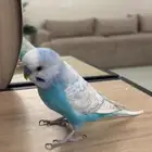 بادجي متكلم