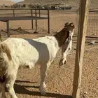 ثنيه دافع قريب