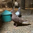 حمام مصري