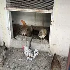 ابها