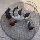 حمام وسمان مشكل