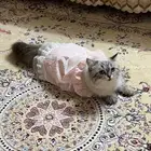 قطه للتبني