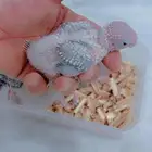 فروخ كنيور يلوسايد واناناس