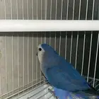 روز