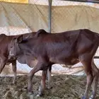 حسلان بلدي للبيع